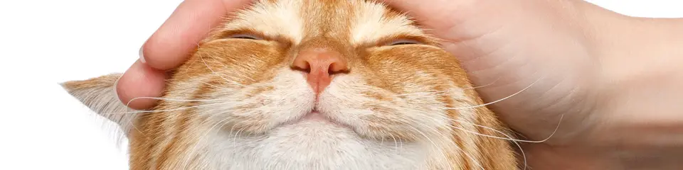 Veterinária avaliando um gato em consulta preventiva.