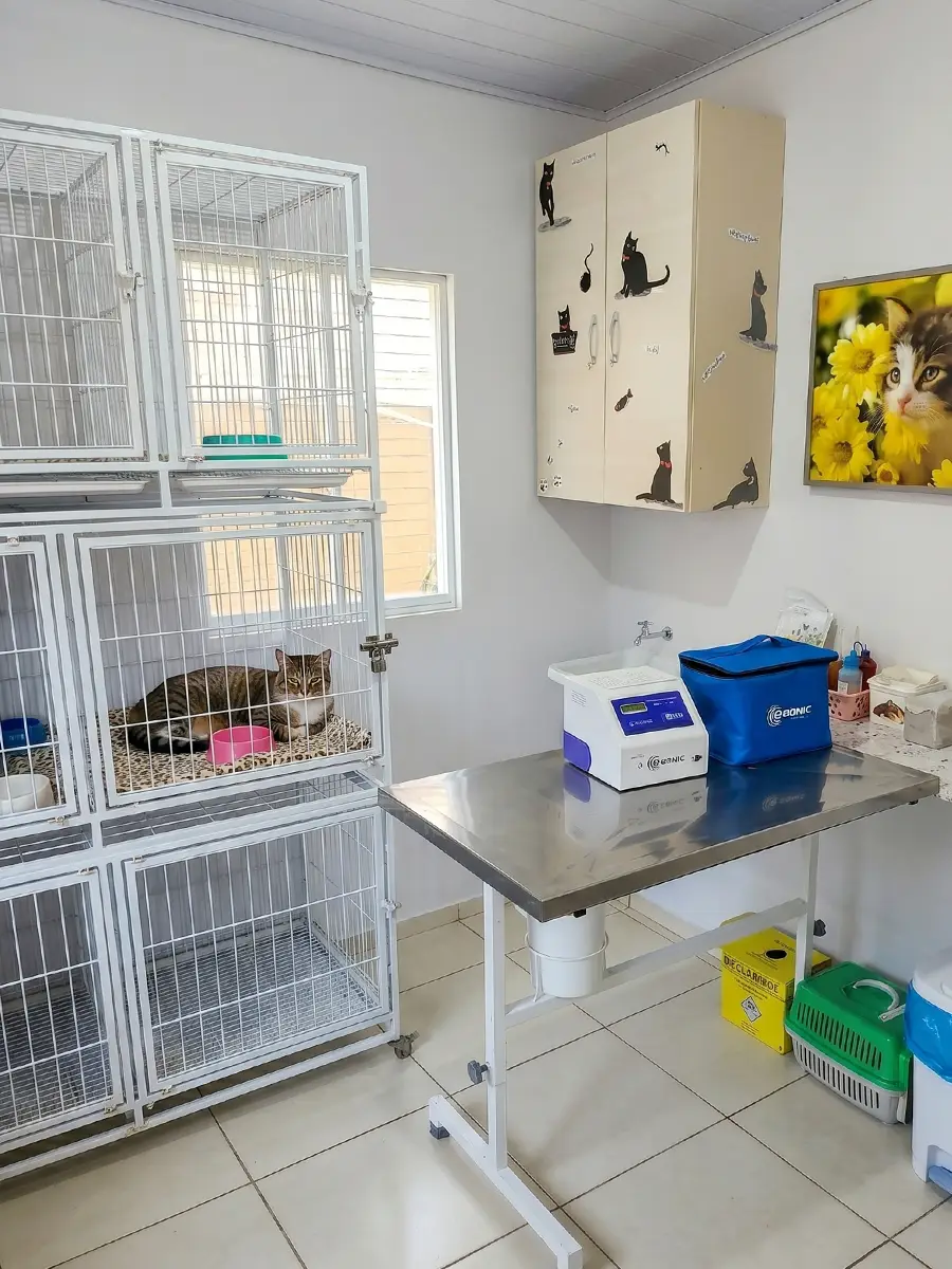 Internamento para gatos