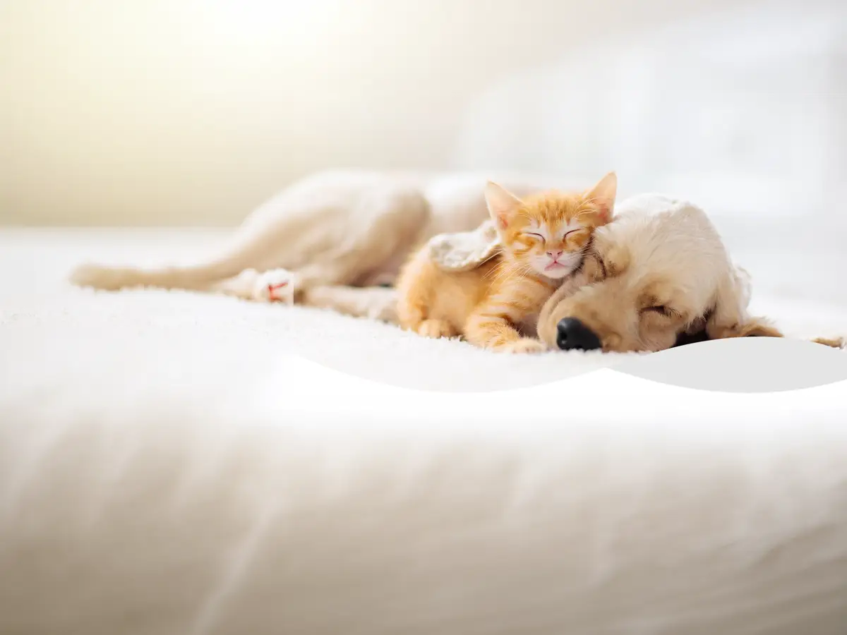 Imagem de apoio para triagem